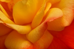 YELLOW AND ORANGE ROSE