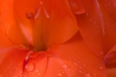 Gladiolas