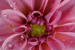 Pink Dahlia