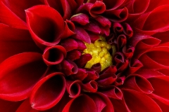Red Dahlia