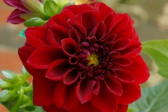 Red Dahlia 2