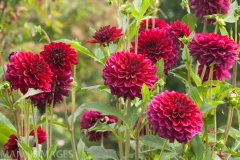 Red DaHlias 3