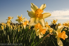 Daffodil