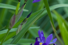 Iris 1