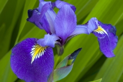 Iris 2