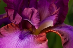 Iris 3