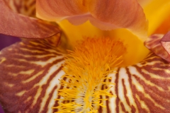 Iris 4