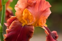 Iris 5