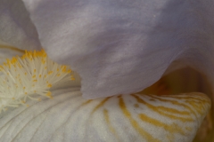 Iris 6