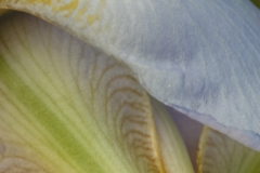 Iris 7