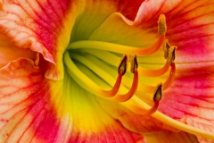 Day Lily 1