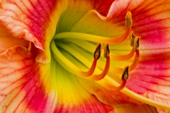 Day Lily 1