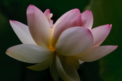 Sacred Lotus 6