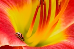 Day Lily 2