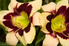 Day Lily 3