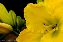 Day Lily 4