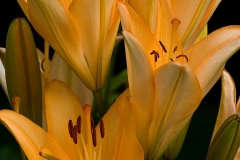 Day Lily 5