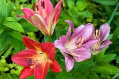 Day Lily 6