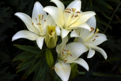 Day Lily 7