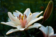 Day Lily 8