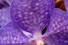 Orchid 1