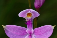 Grass Pink Orchid