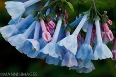Bluebell 1