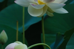 Sacred Lotus 7