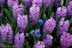 Hyacinth 1