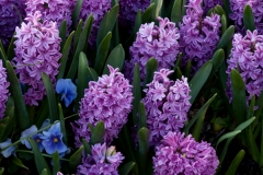 Hyacinth 2