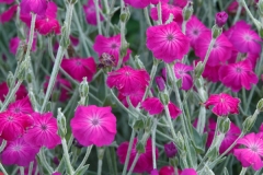 Fushia Flowers