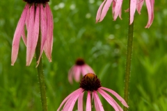 Coneflower 1