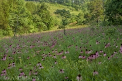 Coneflower 2