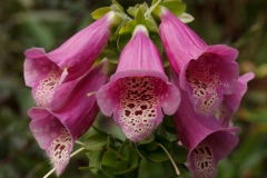 Foxglove