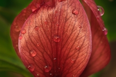 Trillium Recurvatum