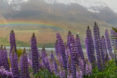 Lupin 1