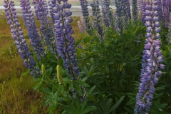 Lupin 2