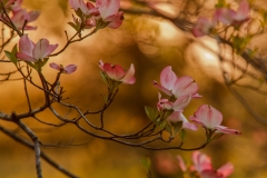 Dogwood 1