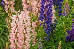 Lupin 3