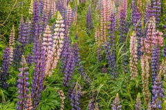 Lupin 4