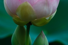 Sacred Lotus 9