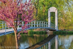 Bridge 5
