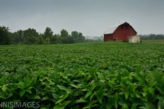 Field of Green