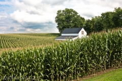 Barn in Corn Field