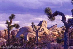 Joshua Tree 1
