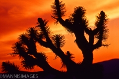 Joshua Tree 2