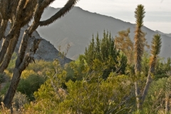 Joshua Tree 3