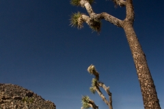 Joshua Tree 4