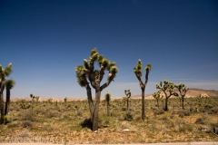 Joshua Tree 6