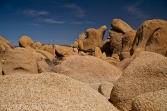 Joshua Tree 7